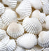 White Cockle Seashells - 1 Kg